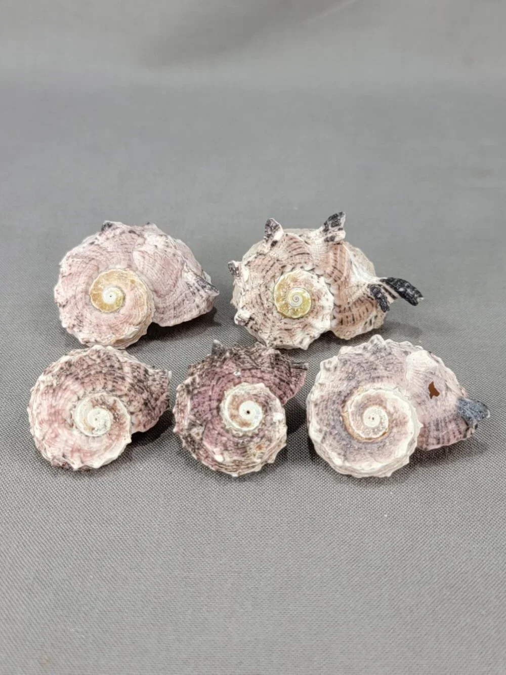 Pink Dolphin Delphinula Shell Seashell Lot of 5 Nautical Beach Ocean Decor Craft